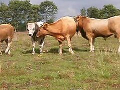 {https://zootube1.com/pics/videos_sources/3000/3135/screenshots/1.jpg|https://zootube1.com/pics/videos_sources/3000/3135/screenshots/2.jpg|https://zoo