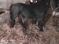 {https://zootube1.com/pics/videos_sources/16000/16754/screenshots/1.jpg|https://zootube1.com/pics/videos_sources/16000/16754/screenshots/2.jpg|https:/