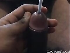 {https://zootube1.com/pics/videos_sources/4000/4295/screenshots/1.jpg|https://zootube1.com/pics/videos_sources/4000/4295/screenshots/2.jpg|https://zoo