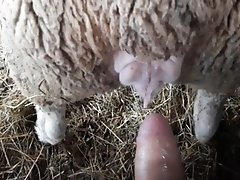 3d Animated Dog Knot Sex - Bestiality XXX, Animal Porn tube, Zoophilia free videos