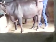 Hindi Xxxx Dog - Bestiality XXX, Animal Porn tube, Zoophilia free videos