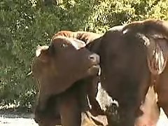 Shemale Animals Xxx Video - Bestiality XXX, Animal Porn tube, Zoophilia free videos