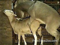 Porno Sperme Obese Black Zoo - Bestiality XXX, Animal Porn tube, Zoophilia free videos