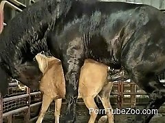 Big black stallion hardly pounds a sexy small pony from behind